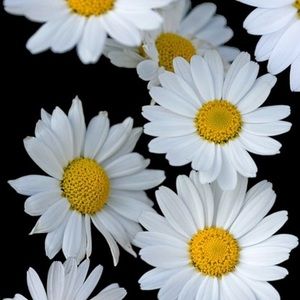 Meet your Posher, Isabella